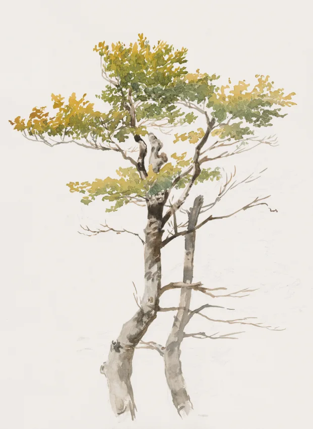 Autumn tree