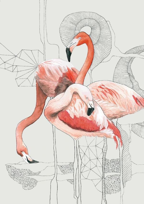 Flamingo's Shadows