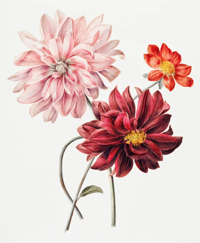 Dahlia delight