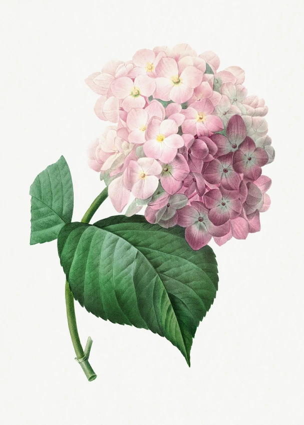 Hydrangea Harmony