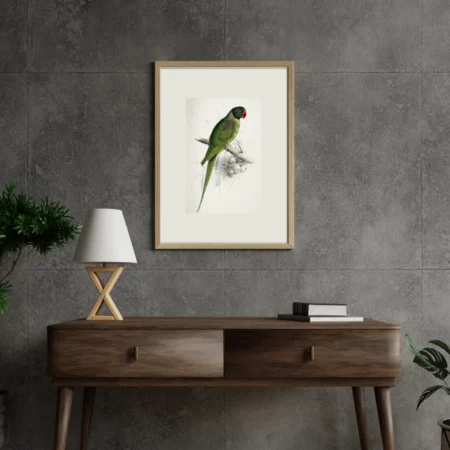 Indian Parakeet