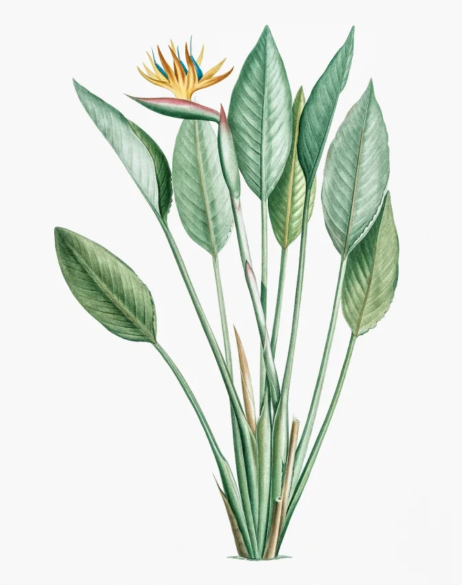 Lily Leaves