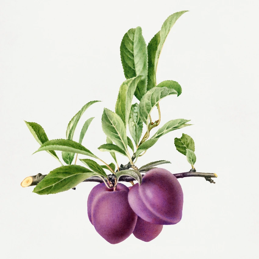 Plum paradise