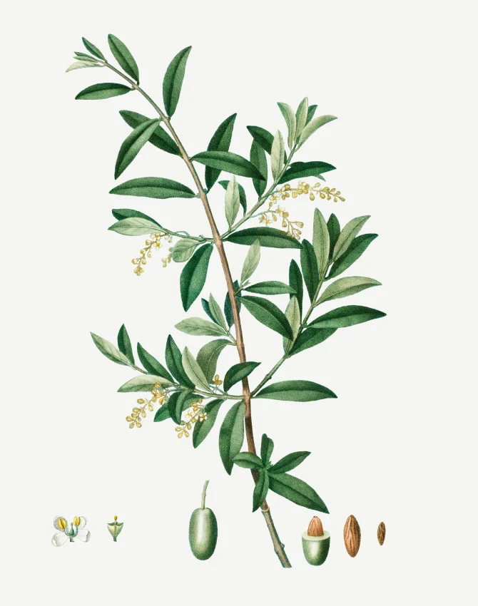 Timeless Olive