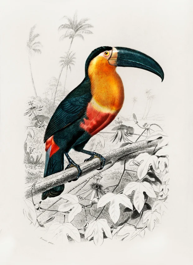 Tucan in the wild